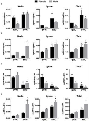 Angiogenic Secretion Profile of Valvular Interstitial Cells Varies With Cellular Sex and Phenotype